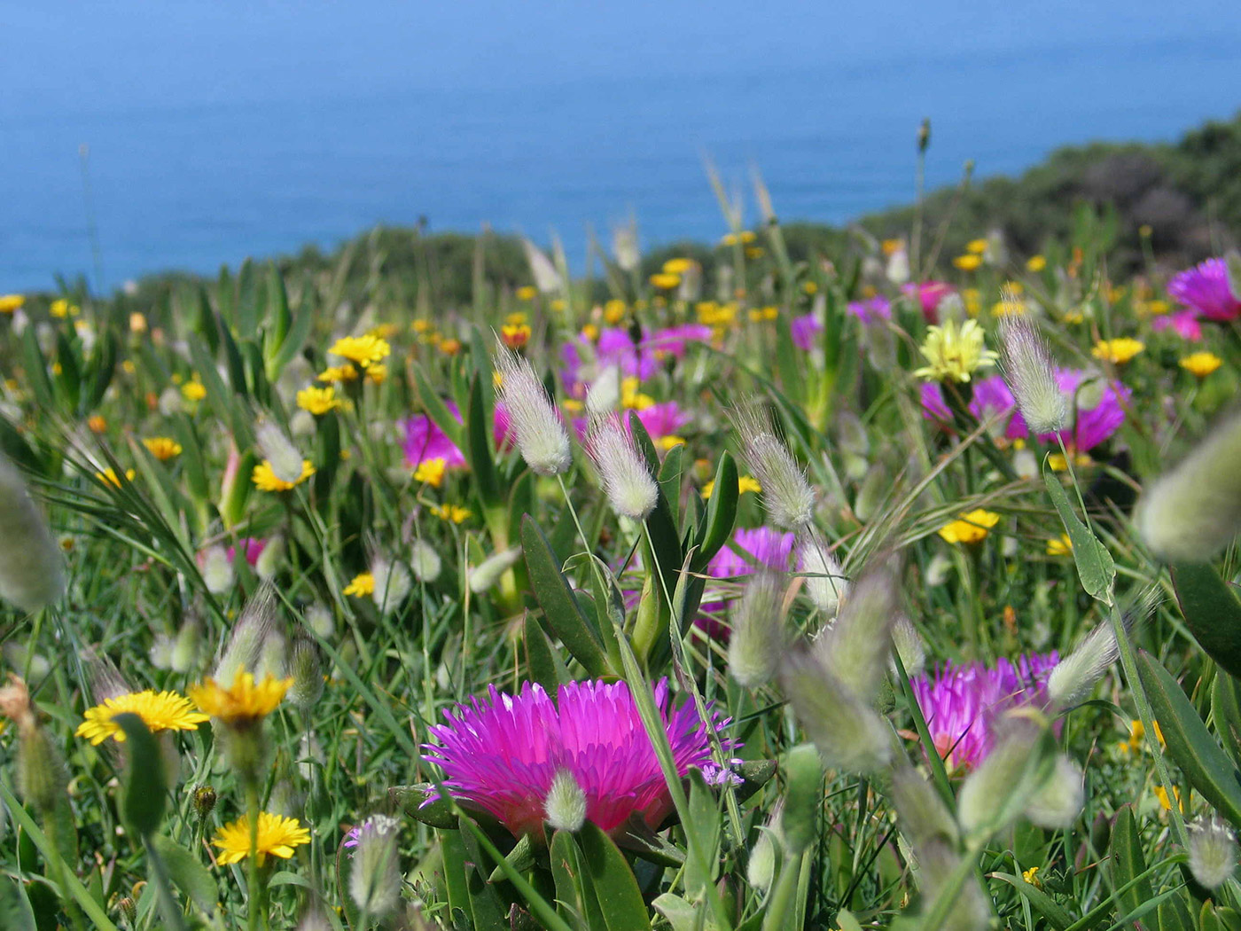 Blumen Dünen auf Sardinien